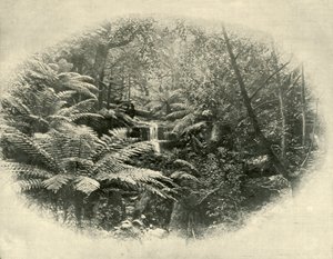 Eğreltiotu Vadisi, Tazmanya, 1901. by Unbekannt
