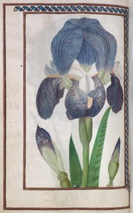 Florilegium: sayfa 14 mavi ve beyaz iris, 1608. by Unbekannt