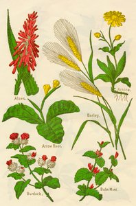 Çiçekler: Aloes, Arnica, Ok Kökü, Arpa, Balsam Nane, Dulavratotu, c1940. by Unbekannt