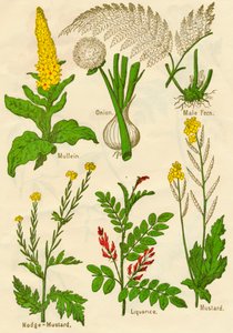 Çiçekler: Mullein, Soğan, Erkek Eğreltiotu, Nodge-Hardal, Meyankökü, Hardal, c1940 by Unbekannt