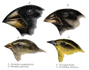 Darwin tarafından Galapagos Adaları
