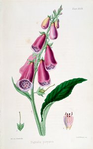 Foxglove Digitalis purpurea, 19. yüzyıl. by Unbekannt