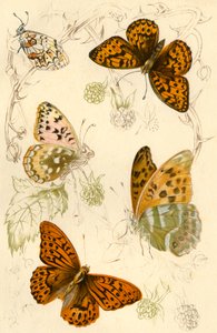 Fritillary kelebekler, 19. yüzyıl. by Unbekannt
