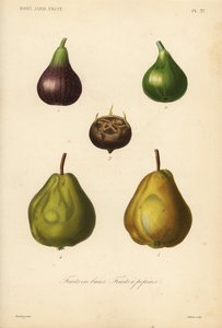 Meyve, çekirdekli meyve ve dut meyvesi by Unbekannt
