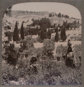 Yunan Bahçelerinden Getsemani Bahçesi ve Zeytin Dağı, c1900 by Unbekannt