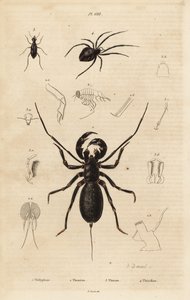 Dev kamçı akrep, Mastigoproctus giganteus, böcek, Theratus türleri ve örümcek ağı örümceği, Theridion türleri by Unbekannt