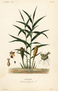 Zencefil veya zencefil kökü, Zingiber officinale, Amomum zingiber, Gingembre by Unbekannt