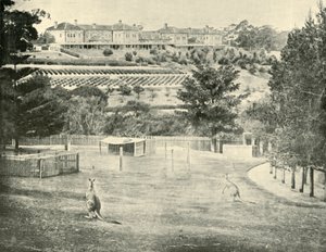 Deliler için Gladesville İltica, Yeni Güney Galler, 1901. by Unbekannt