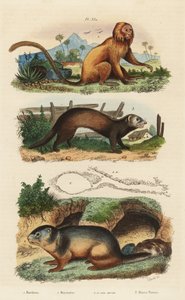 Altın aslan demirhindi, Leontopithecus rosalia, nesli tükenmekte olan 1, dağ dağ sıçanı, Marmota marmota 2 ve ineği ve gelincik veya sansar, Mustela putorius 3 by Unbekannt