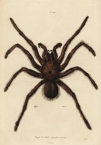 Goliath kuş yiyici örümcek, Theraphosa Blondei by Unbekannt