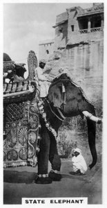 Devlet kostümlü hükümet fili, Güney Hindistan, c1925 by Unbekannt