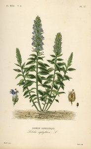 Büyük mavi lobelia, Lobelia siphilitica, Lobelia siphilitica, Lobelia syphilitique by Unbekannt