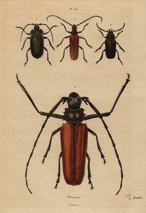 Büyük uzun boynuz böceği, Enoplocerus armillatus 1, Aegosoma scabricorne 2, Pyrodes nitidus 3 ve Prionus desmaretii 4 by Unbekannt