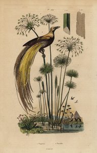 Büyük cennet kuşu, Paradisaea apoda ve papirüs otu, Cyperus papirüs by Unbekannt