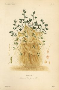 Büyük küsküt veya Avrupa küsküt, Cuscuta europaea, cuscute by Unbekannt