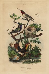 Yeşil taçlı plovercrest, Stephanoxis lalandi, yakut boğazlı sinek kuşu, Archilochus colubris ve yakut-topaz sinek kuşu ve yuvası, Chrysolampis mosquitus by Unbekannt