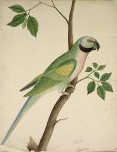 Yeşil Papağan, c. 1820. by Unbekannt