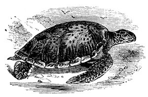 Yeşil Kaplumbağa Chelone mydas, c1890 by Unbekannt