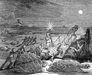 Küba kıyılarında yakalanan yeşil kaplumbağalar ve Caretta kaplumbağaları, 1832 by Unbekannt