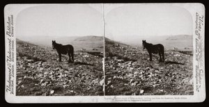 Boer Savaşı (Güney Afrika by Unbekannt