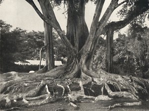 Levha 14 gibi kauçuk ağaçlar, payanda köklerinin kısmi görünümü, 1926 by Unbekannt