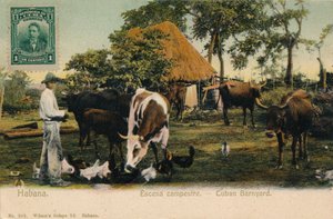Havana Ülke Manzarası - Küba Ahırı, c1910 by Unbekannt