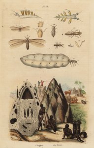 Biçerdöver termit ve höyükler, Microhodotermes türleri ve deniz salyangozu, Tergipes tergipes by Unbekannt