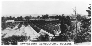 Hawkesbury Tarım Koleji, Yeni Güney Galler, Avustralya, 1928 by Unbekannt