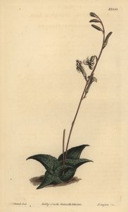 Haworthia venosa (Kıvrımlı aloe, Aloe recurva) by Unbekannt