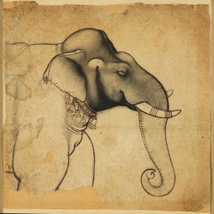 Bir filin başı, 1700-1710 by Unbekannt