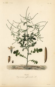 Hedge hardal, Sisymbrium officinale, Erysimum officinale, Velar by Unbekannt