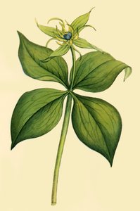 'Herb Paris', 18. yüzyılın sonu ile 19. yüzyılın başları, 1944. by Unbekannt