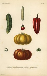 Otlar ve sebzeler, çeşni bitkileri ve sebze meyveleri by Unbekannt