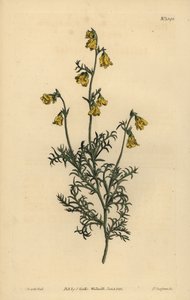 Hermannia confusa (İnce yapraklı fıtık, Hermannia tenuifolia) by Unbekannt
