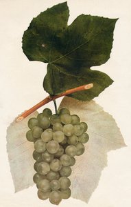 Hidalgo, 1908. by Unbekannt