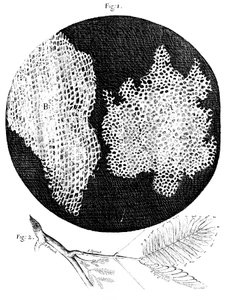Mantarın hücresel yapısının ve Hassas Bitkinin bir sapının Hookes gözlemleri, 1665 by Unbekannt