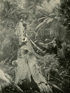Mighty Fallen Nasıl 1901. by Unbekannt