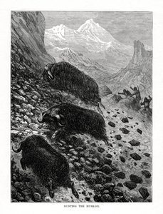 Misk öküzü avı, 1877 by Unbekannt