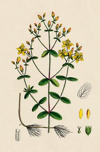 Hypericum Boeticum. Dalgalı yapraklı St. Johns Wort, 19. Yüzyıl by Unbekannt