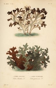 İzlanda yosunu, Cetraria islandica, Lichen d