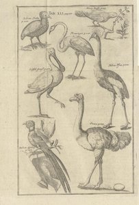Illustrasjon hentet fra boken Vorgebürges des Guten Hope ve Hottentots av Kolb, Peter ve utgitt av bey Peter Conrad Monath (de, 1745) açıklaması by Unbekannt