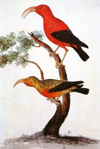 Resim/Iiwi/Iwi/Scarlet bal sürüngeni/Scarlet Hawaiian bal sürüngeni by Unbekannt