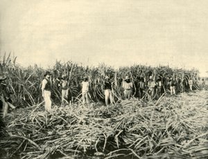 Queensland Şeker Çiftliği