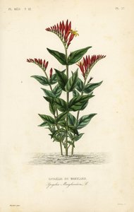 Hint pembesi veya ormanlık pembe kök, Spigelia marilandica, Spigelia marylandica, Spigelie du Maryland by Unbekannt