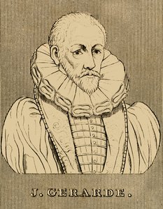J. Gerarde, c1545-1612, 1830. by Unbekannt
