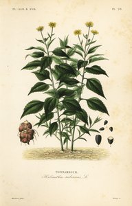 Kudüs enginar veya sunchoke, Helianthus tuberosus, Topinambour by Unbekannt