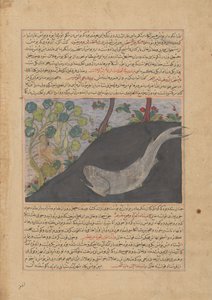 Jonah ve Balina, Bir Majma