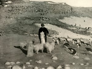Joyce ve Penguen Rookery'deki Köpekler, c1908, 1909. by Unbekannt