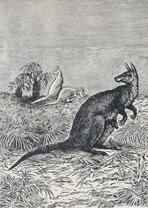Kanguru, 1924 by Unbekannt