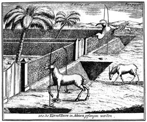 Khoikhois tuzak antilopu, Güney Afrika, 18. yüzyıl 1931 by Unbekannt